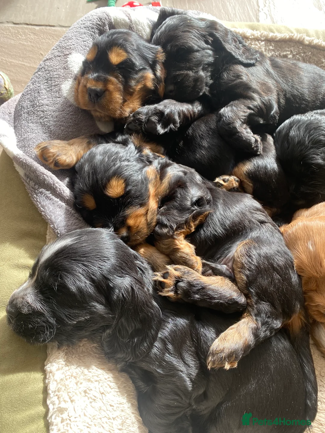 Cocker Spaniel dogs for sale: Cocker Spaniel Show Type Puppies in Honiton - Advert 9