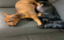 Mixed Breed dogs for sale: Patterjack cross Dachshund  - Image 12