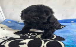 Cockapoo dogs for sale: Beautiful cockapoos - Advert 3