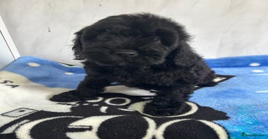 Cockapoo dogs - Advert 8