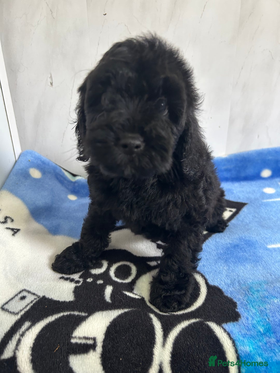 Cockapoo dogs for sale: Beautiful cockapoos - Advert 3