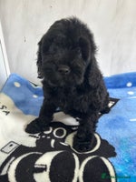 Cockapoo dogs - Advert 8