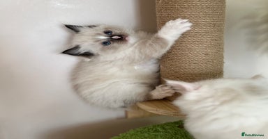 Ragdoll cats - Advert 2