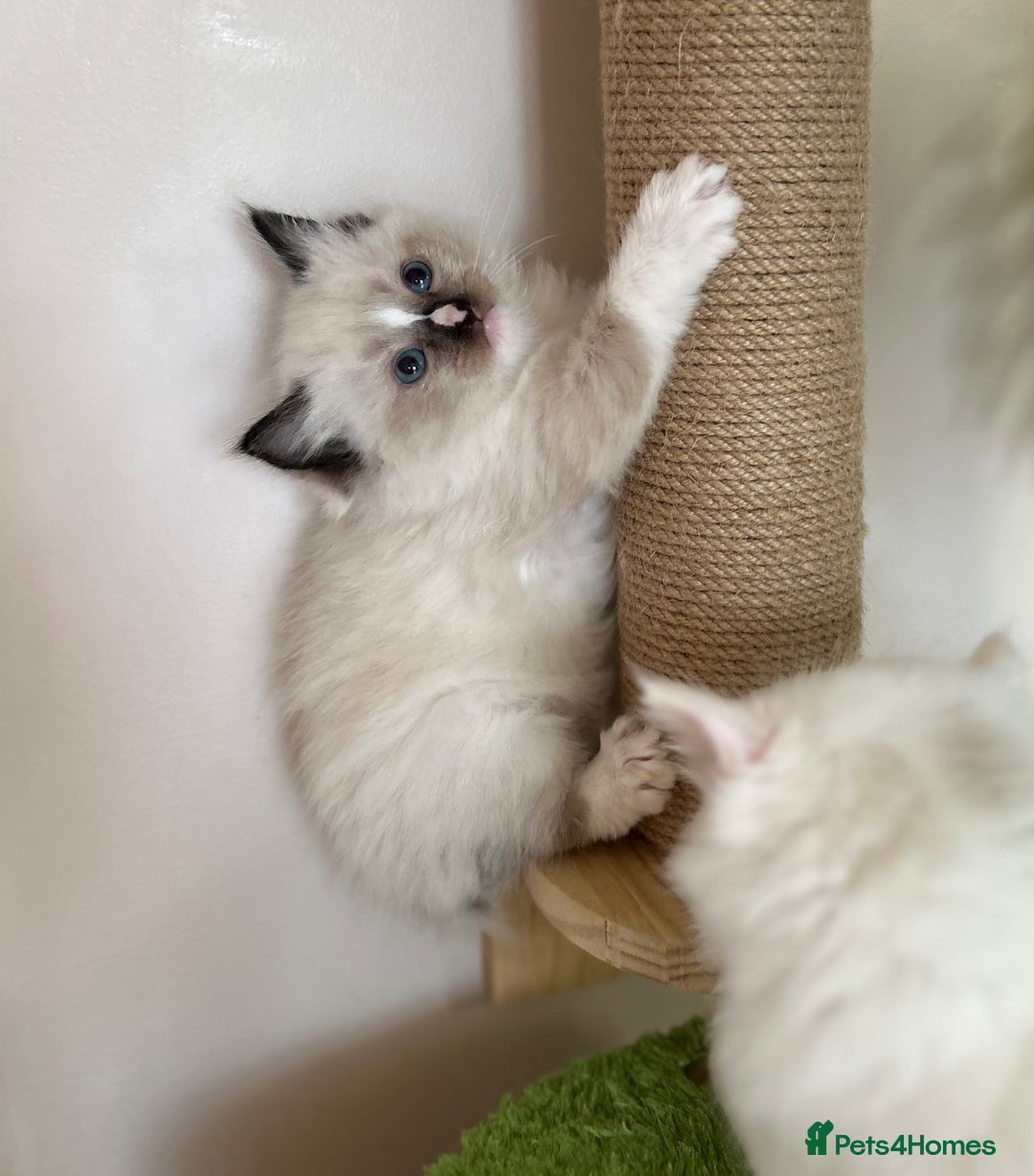 Ragdoll cats for sale: Beautiful rare pattern TICA Ragdoll babies - Image 3