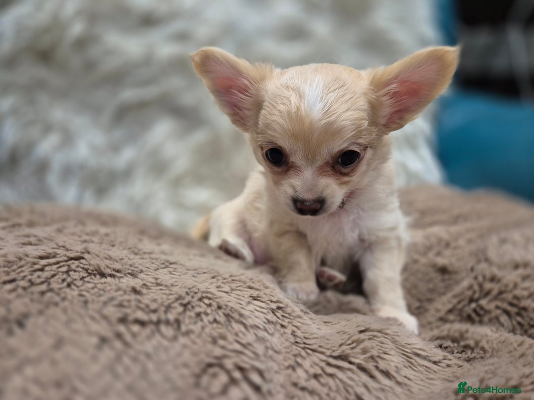 Chihuahua dogs for sale: ***READY NOW*** Long Haired Chihuahua Pups  - Advert 9