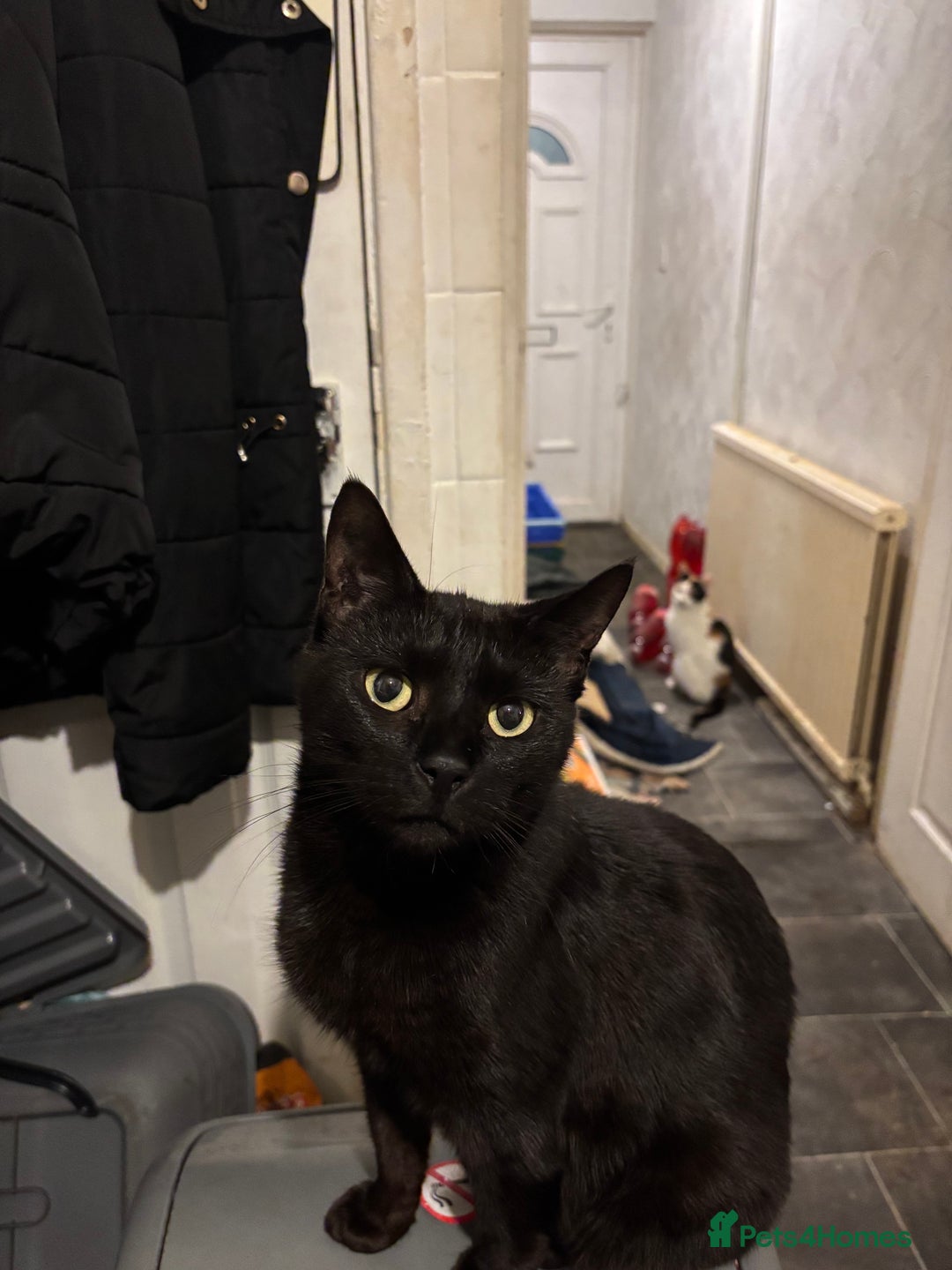 Mixed Breed cats for sale: 3 kittens looking for there forever home  - Image 4