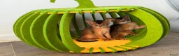 Abyssinian cats for sale: 🎖🏆🏅last 2 Abyssinian kittens  - Advert 6