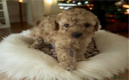 Toy Poodle dogs for sale: Outstanding health tested Petite Toy Poodie Pups  - Image 2