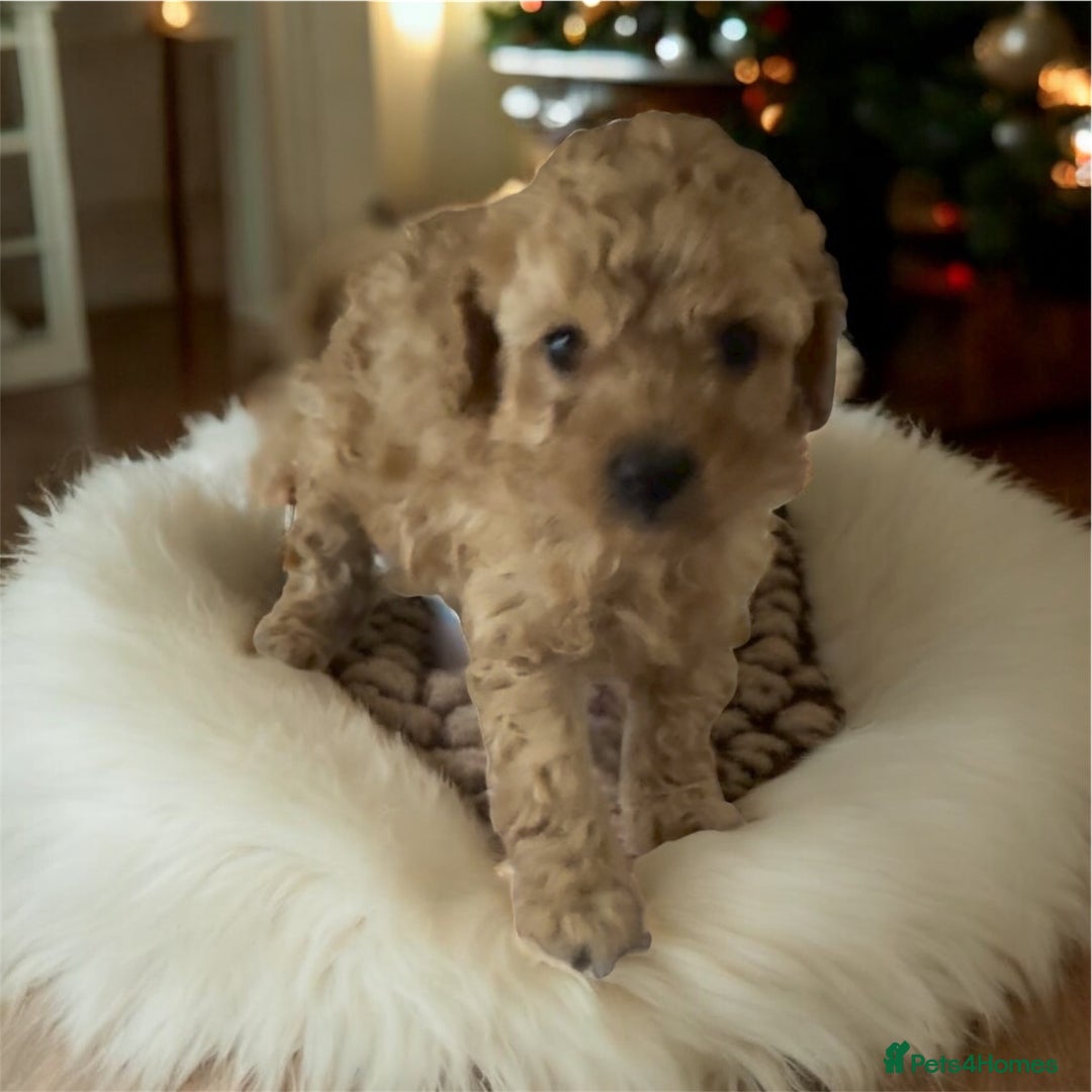 Toy Poodle dogs for sale: Outstanding health tested Petite Toy Poodie Pups  - Image 2