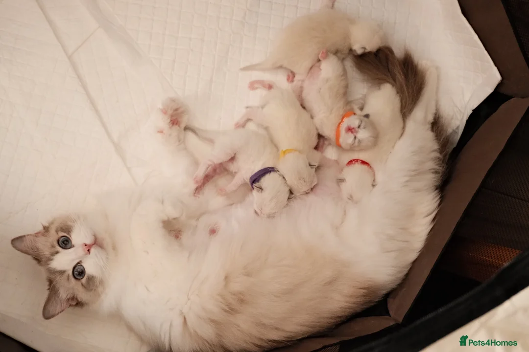 Ragdoll cats for sale: Champion European R-Bloodline Ragdoll Kittens - Advert 22