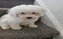 Maltese dogs for sale: Maltese puppies ready  - Image 5
