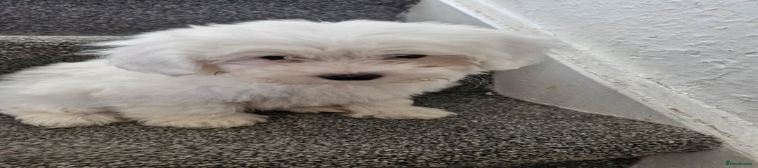 Maltese Puppy 3