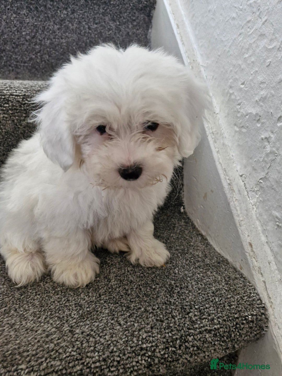 Maltese dogs for sale: Maltese puppies ready  - Image 5