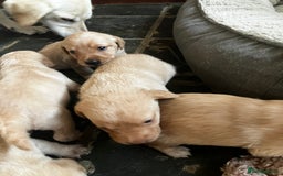Labrador Retriever dogs for sale: Quality kc Labrador puppies 4 Males Ready Now - Image 8