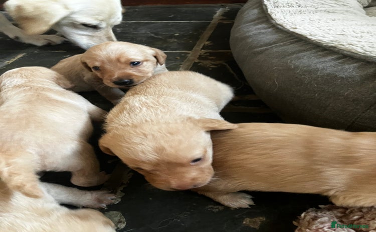 Labrador Retriever dogs - Advert 10