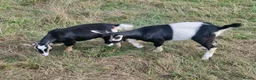 Goats livestock for sale: Pigmy goats female - Advert 8