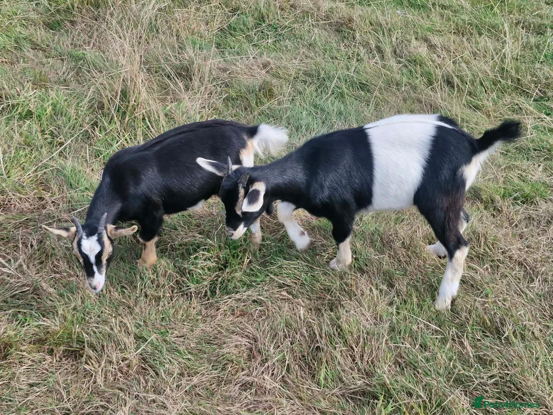 Goats livestock for sale: Pigmy goats female - Advert 8