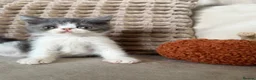 Exotic cats for sale: Ready to leave! 4 exotic shorthair boys  - Advert 6
