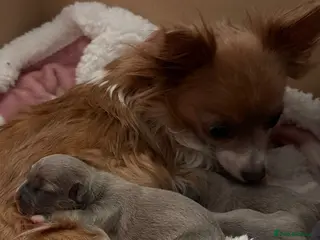 Mixed Breed dogs bulluahua Puppies - Advert 2