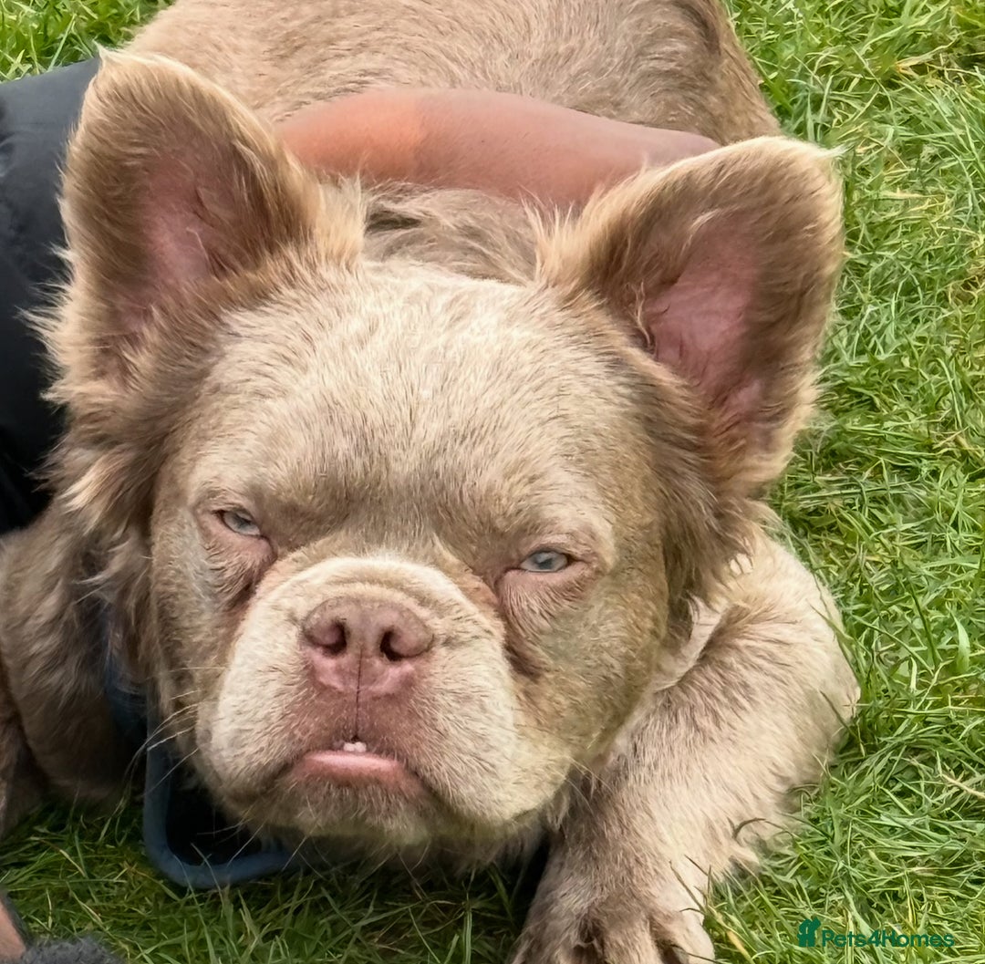 French Bulldog dogs for stud: Visual fluffy Isabella stud - Advert 3