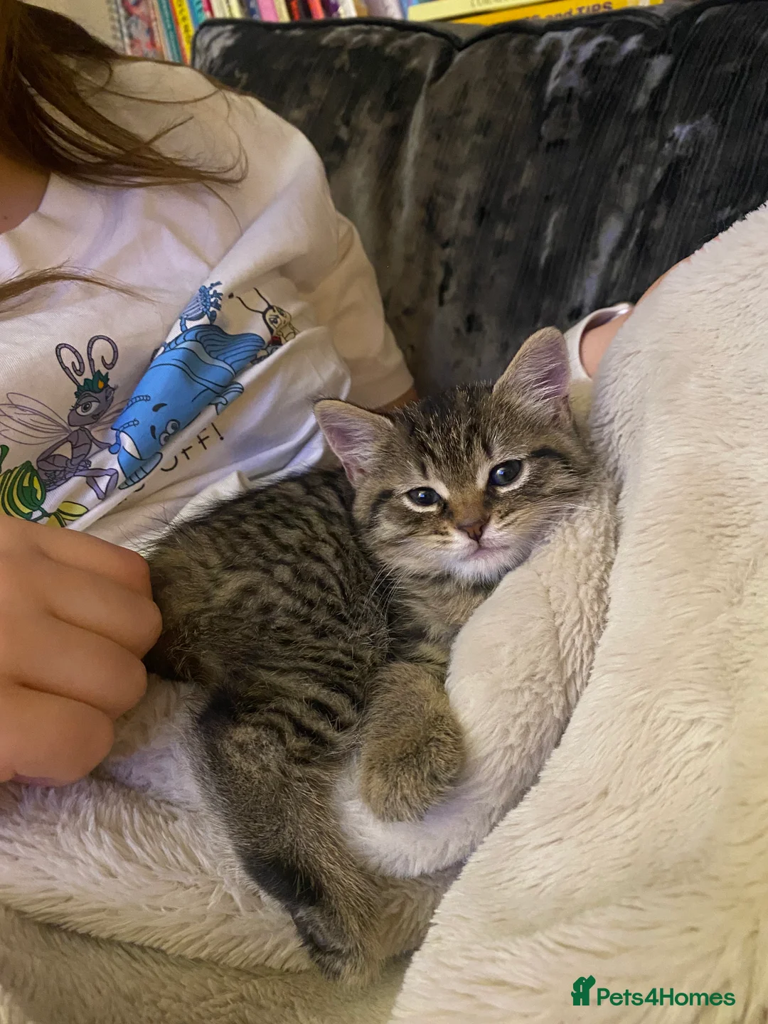 Mixed Breed cats for sale: Beautiful tabby kittens READY NOW in St Albans - Advert 5