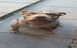 American Bully dogs for sale: Pocket bully looking for a new home 🐾  - Image 3