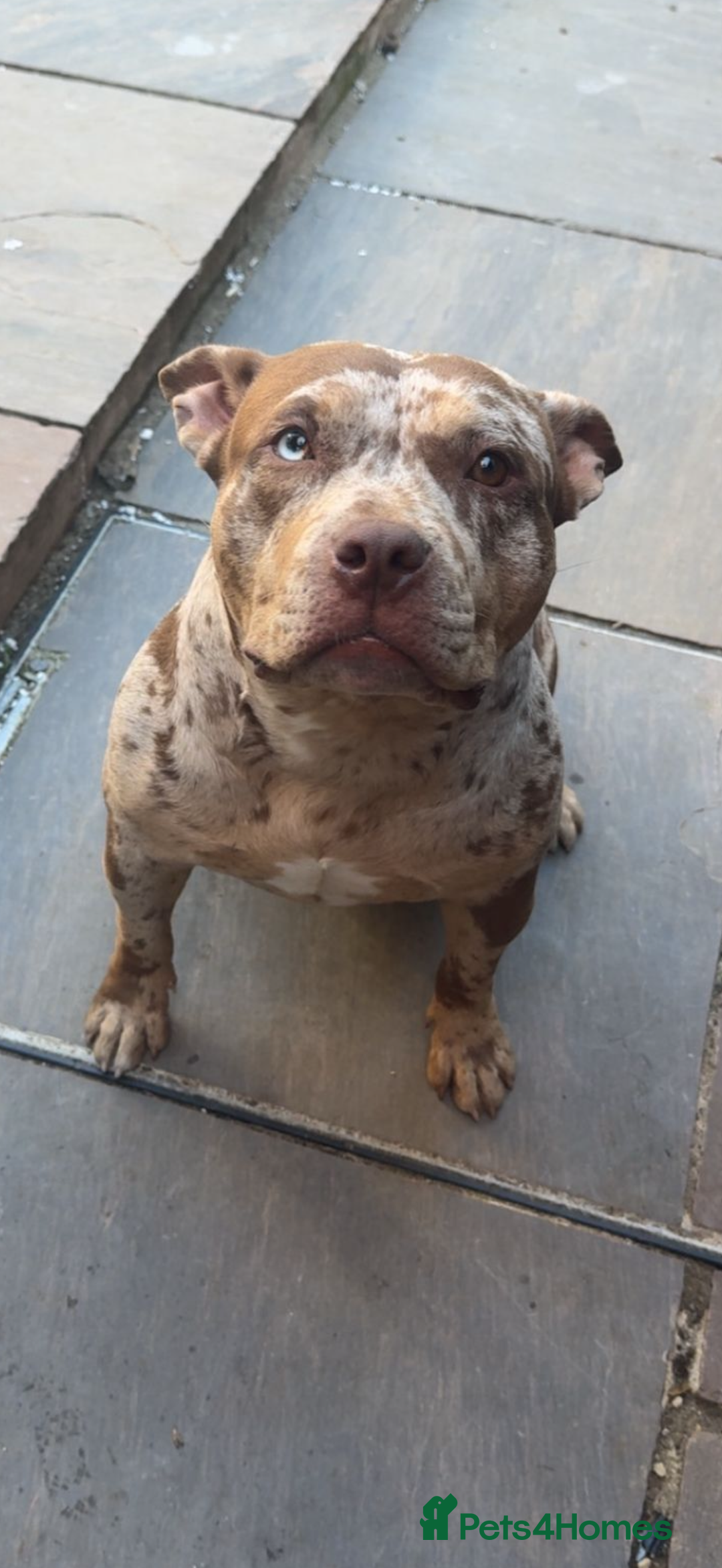 American Bully dogs for sale: Pocket bully looking for a new home 🐾  - Image 3