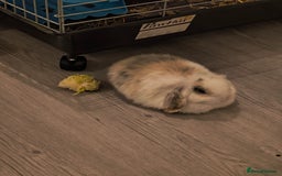 Mini Lop rabbits for sale: 4 months old adorable Mini Lops - Advert 3