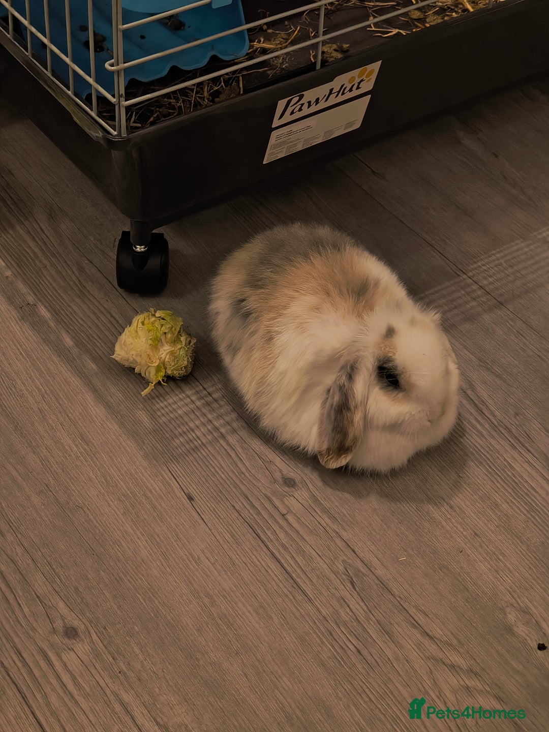 Mini Lop rabbits for sale: 4 months old adorable Mini Lops - Advert 3