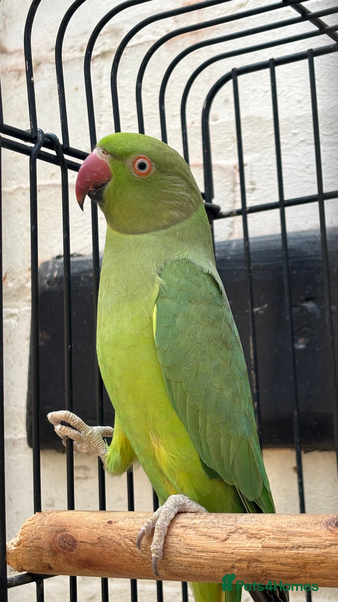 Ringnecks birds for sale: Two Beautiful Green Ringneck Parrots  - Advert 3