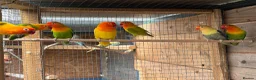 Lovebirds birds for sale: Fischer lovebirds  - Advert 8