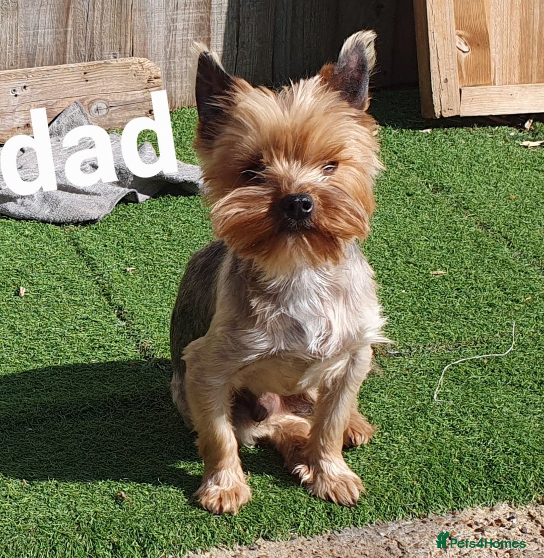 Yorkshire Terrier dogs for sale: Yorkshire terrier puppies 2 girls  - Advert 17