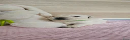Golden Retriever dogs for sale: KC Registered Showline Golden Retriever Puppies - Advert 5