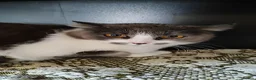 Mixed Breed cats for adoption: Marble, 6 months approx. Available for adoption. in Brixham - Advert 8
