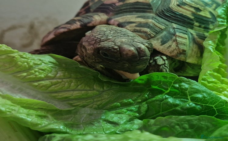 Tortoise reptiles - Advert 3