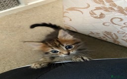 Mixed Breed cats for sale: Gorgeous tabby kittens (ONLY 1 LEFT) - Image 27