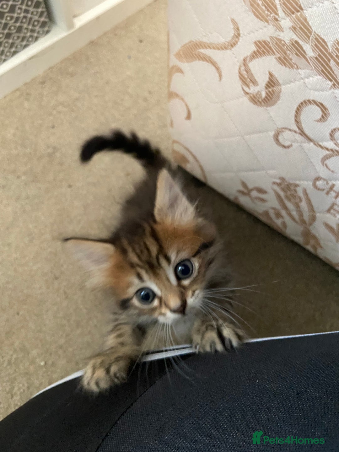Mixed Breed cats for sale: Gorgeous tabby kittens (ONLY 1 LEFT) - Image 27