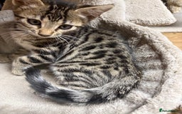 Bengal cats for sale: Stunning Bengal Kittens - Image 13