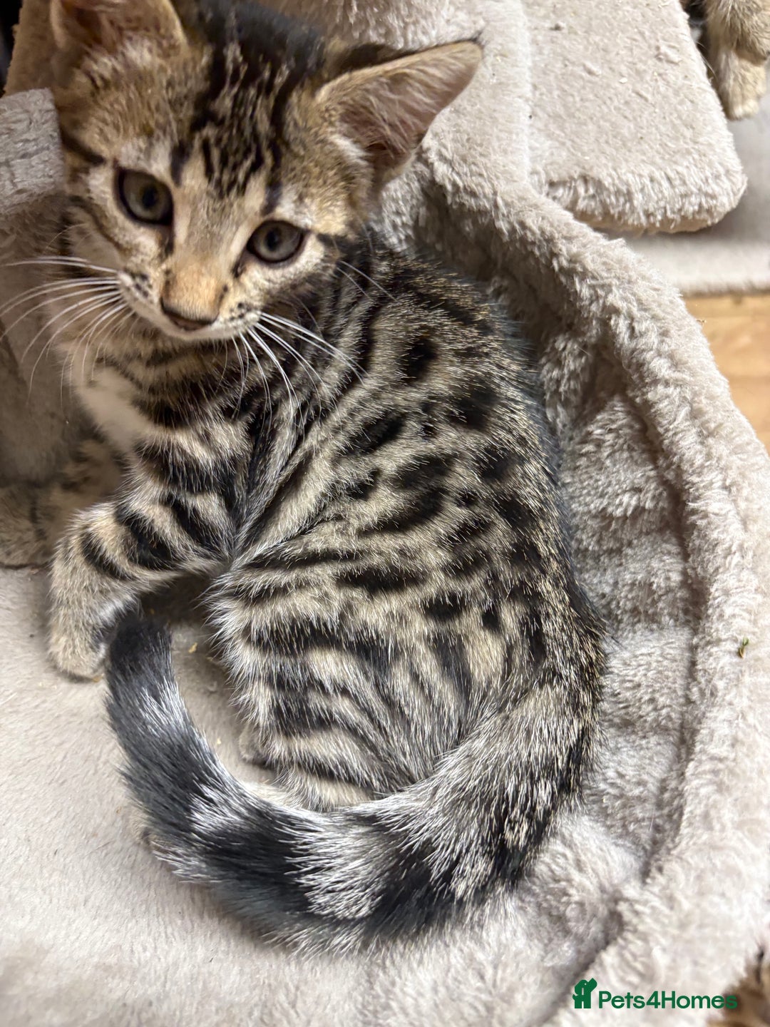 Bengal cats for sale: Stunning Bengal Kittens - Image 13