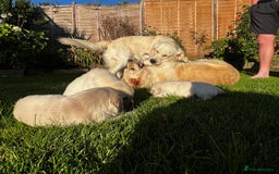 Golden Retriever dogs for sale: 3 beautiful Golden Retriever puppies  - Image 14