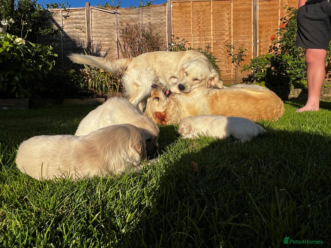 Golden Retriever dogs for sale: 3 beautiful Golden Retriever puppies  - Image 14