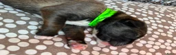 Mixed Breed dogs for sale: Tibetan Saints Puppies - Second Generation  in Bedford - Advert 4