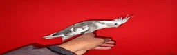 Cockatiels birds for sale: super silly hand tamed baby cockatiels  - Advert 8