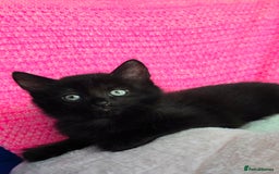 Mixed Breed cats for sale: 2 Adorable boys - Ragdol Mix kittens - Image 17