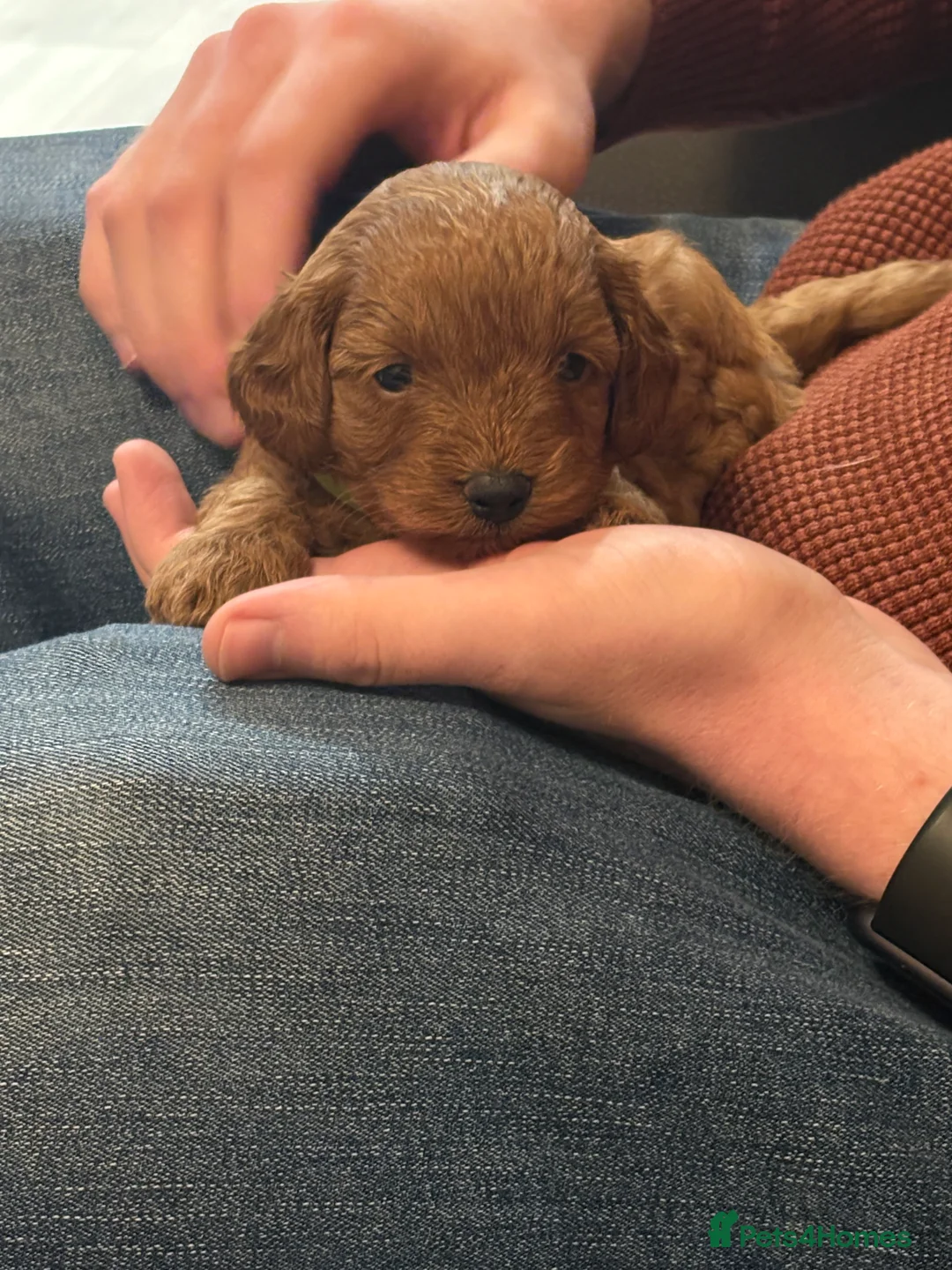 Cavapoo dogs for sale: Extensively DNA health tested and trained girl   - Advert 11