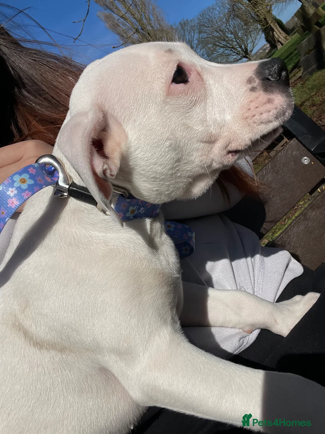 Mixed Breed dogs for sale: Bull cross staffy pups. ONE FEMALE LEFT!!  - Advert 2