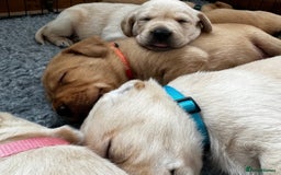 Labrador Retriever dogs for sale: Champion Bloodlines KC Labrador Retriever Puppies - Image 16
