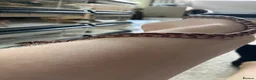 Corn Snake reptiles for sale: Baby Corn Snakes 🐍  - Advert 8