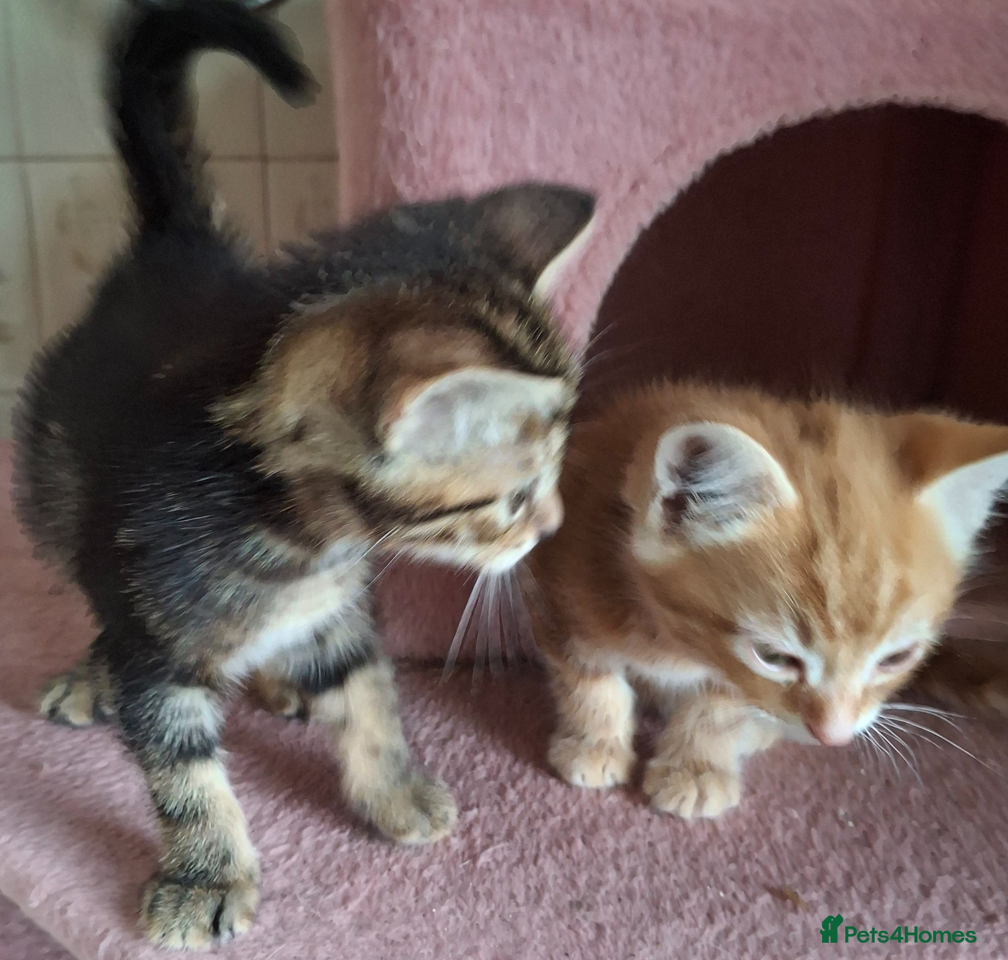 Mixed Breed cats for sale: 2 Beautiful Boys Available  - Advert 5