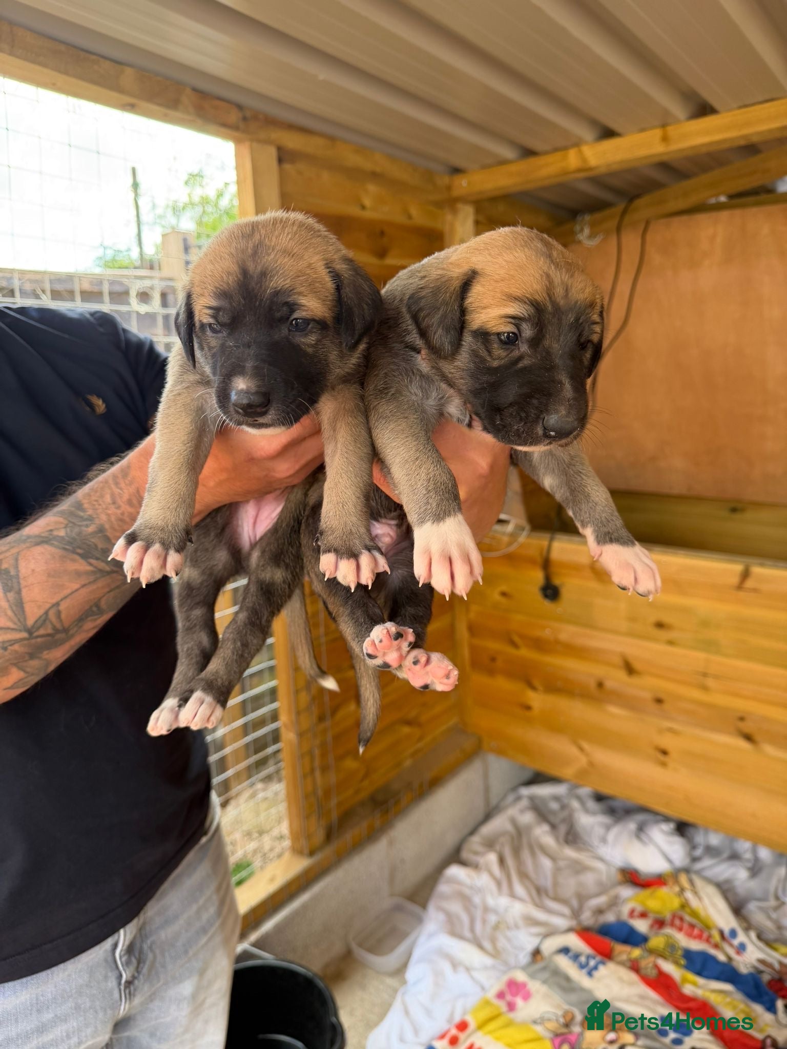 Lurcher dogs for sale: Lurcher puppies in Ludlow - Advert 4